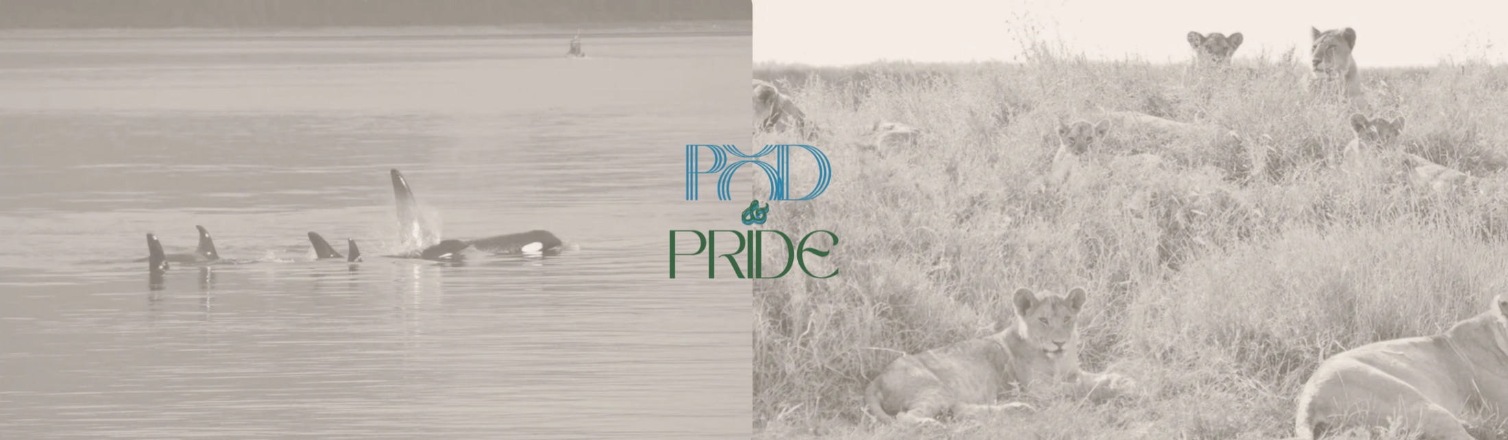 An orca pod swimming together beside a lion pride resting in tall grass, with the Pod and Pride logo between them